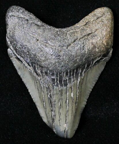 Juvenile Megalodon Tooth - South Carolina #18489